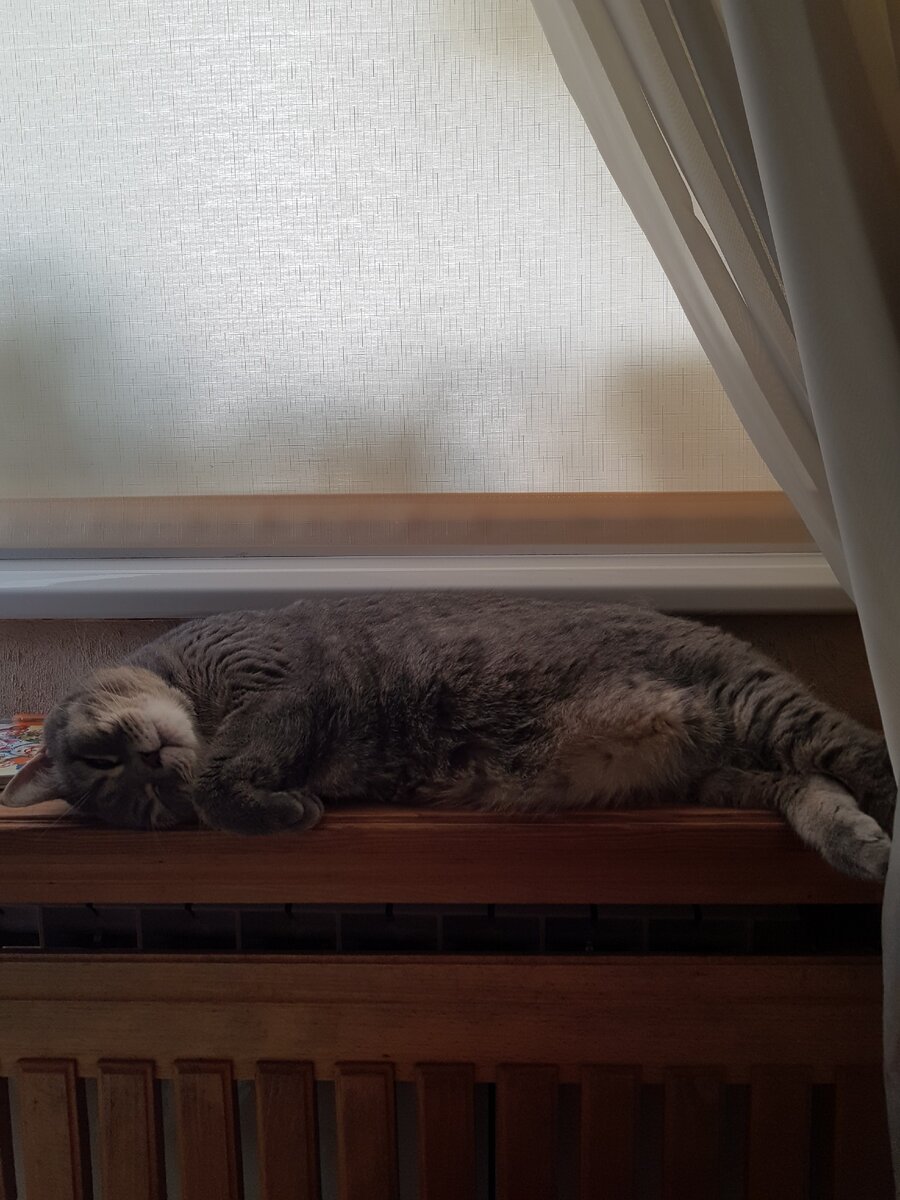 Мой котик. Просто для настроения