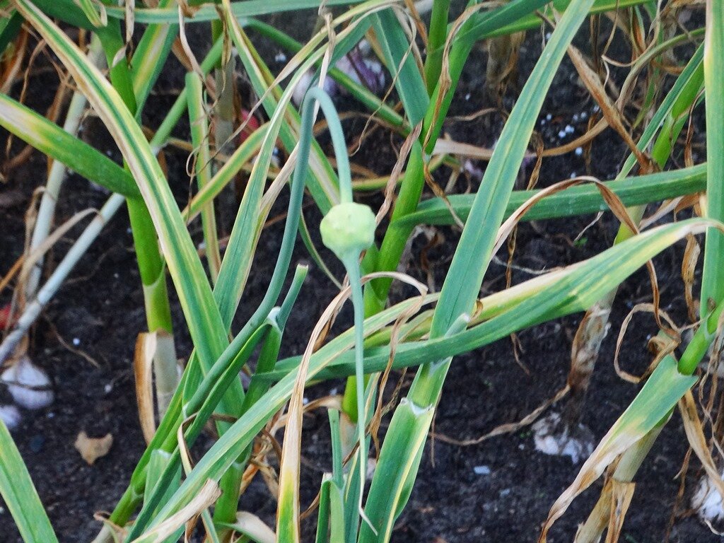 Развитая стрелка чеснока. Еще немного и появятся бульбочки