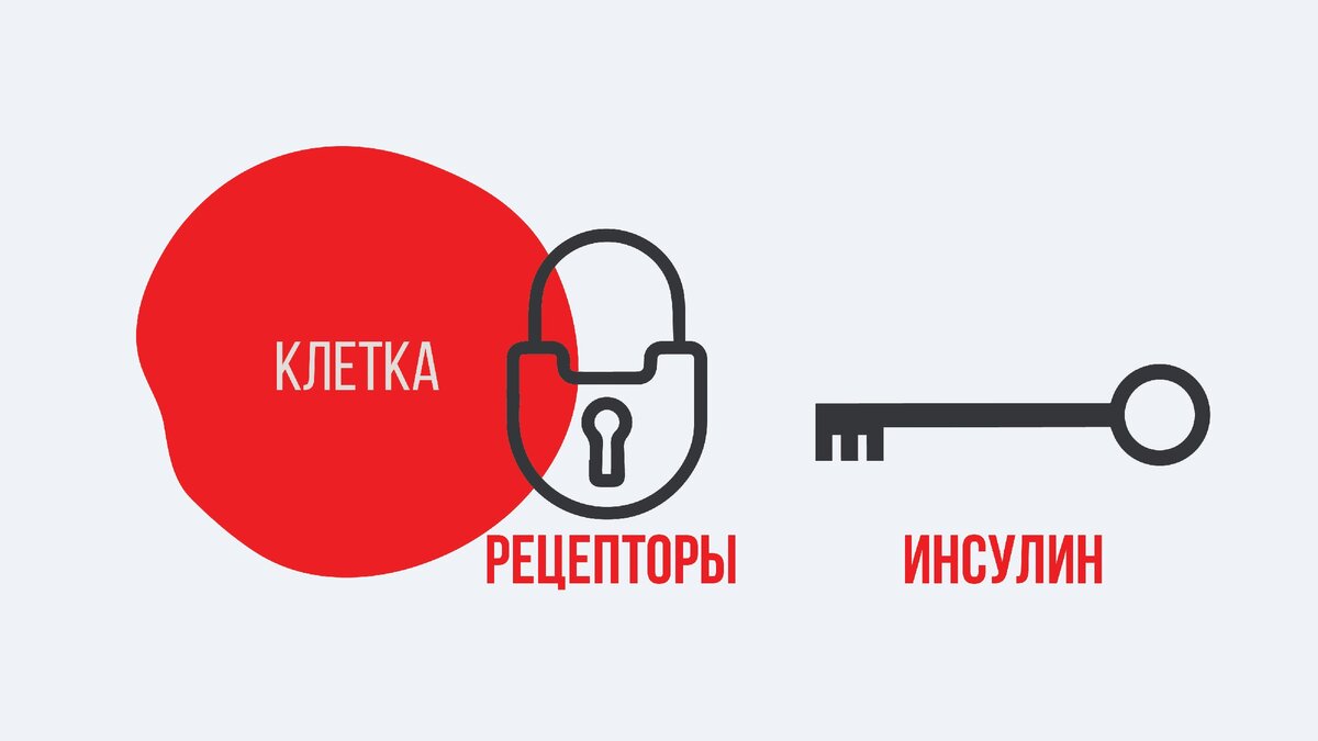 Рецепторы и инсулин в углеводном обмене клеток