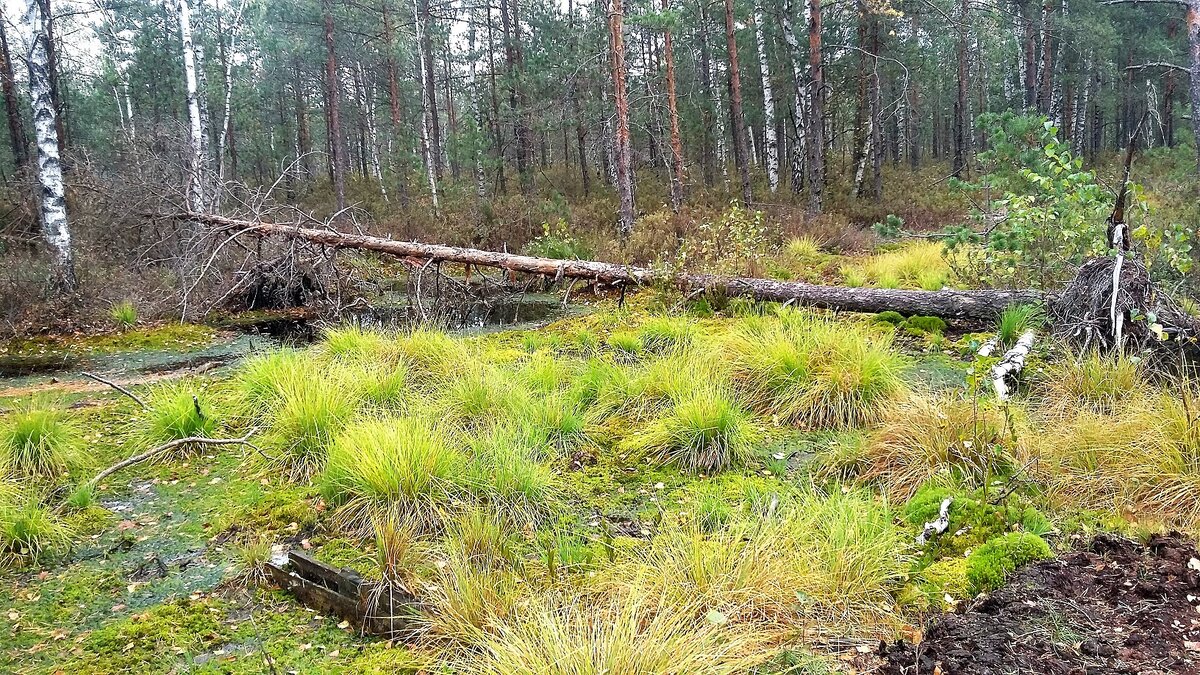 осушение болот. осушение болота 6. осушение болота 6. высушенные болота. болота после осушения.