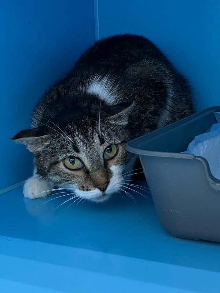 В зооцентре, как мы не уверяли тамошних врачей, что кошка ласковая, они нам так и не поверили. Не подпускала Синса к себе людей, стрессовала в клетке