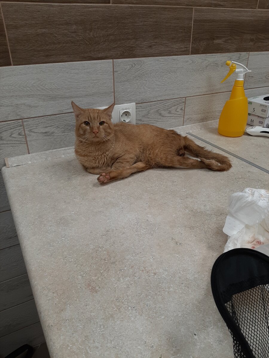 Богдан. Кот со спинальной травмой. 