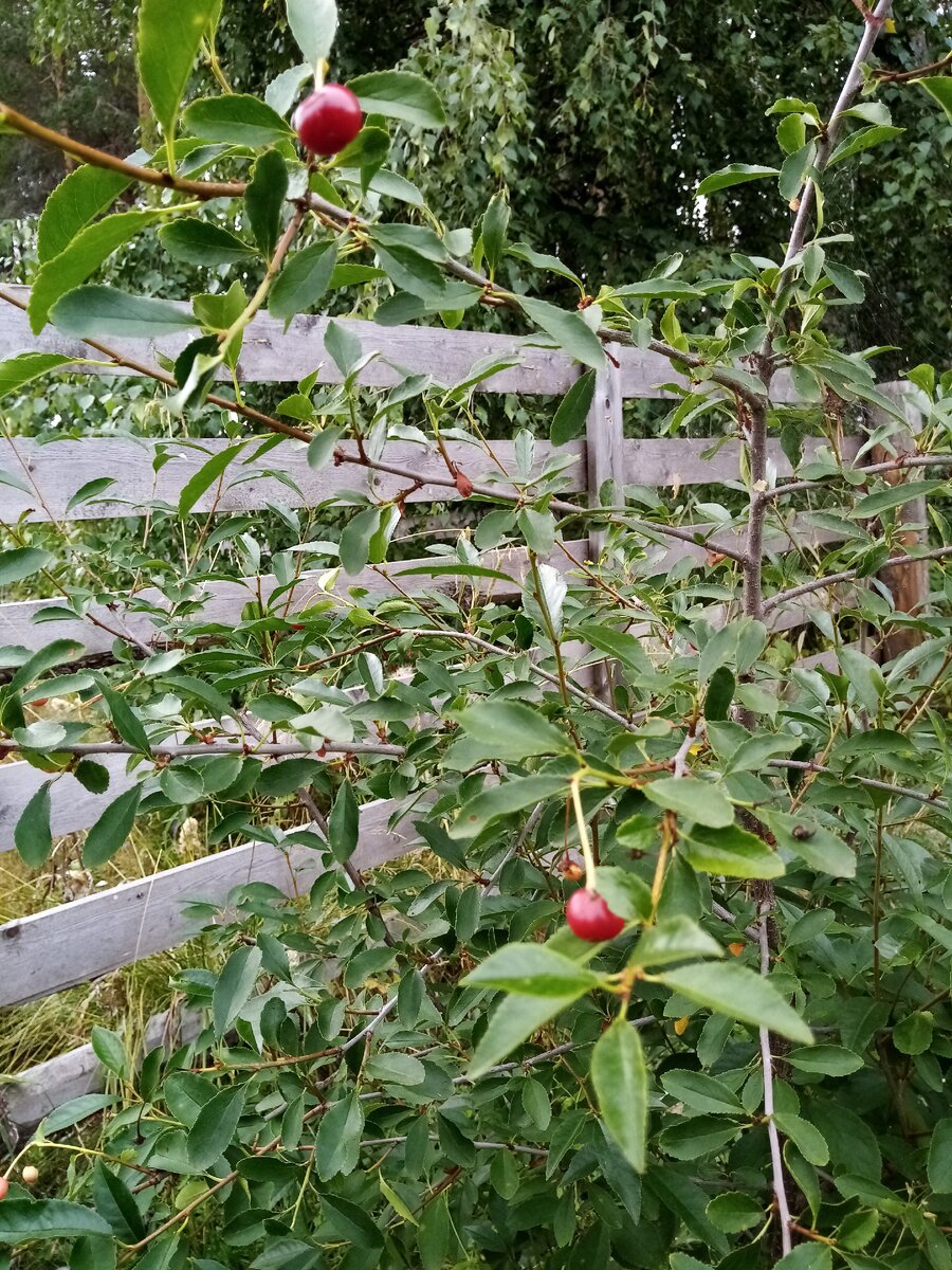 Вишня. Урожай вишни в этом году никакой.... Почему? Из-за погодных условий или что то другое? 