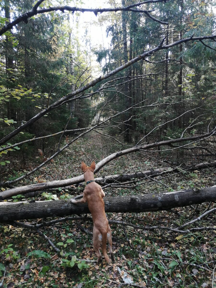 На встречу приключениям