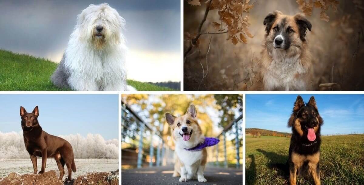 Все виды овчарок 