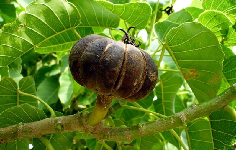 Здесь хранятся семена хуры, кто-то скажет плагиат на тыкву, а я скажу это оригинальный способ размножаться.