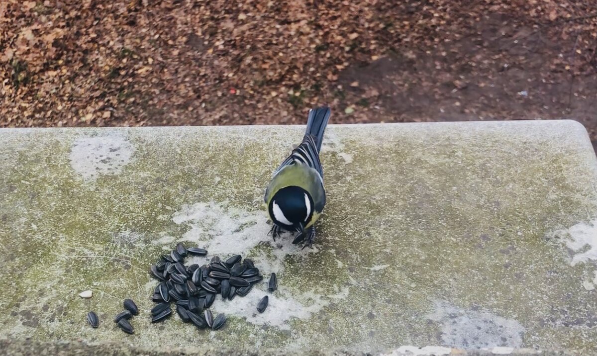 Синица за моим окном. 