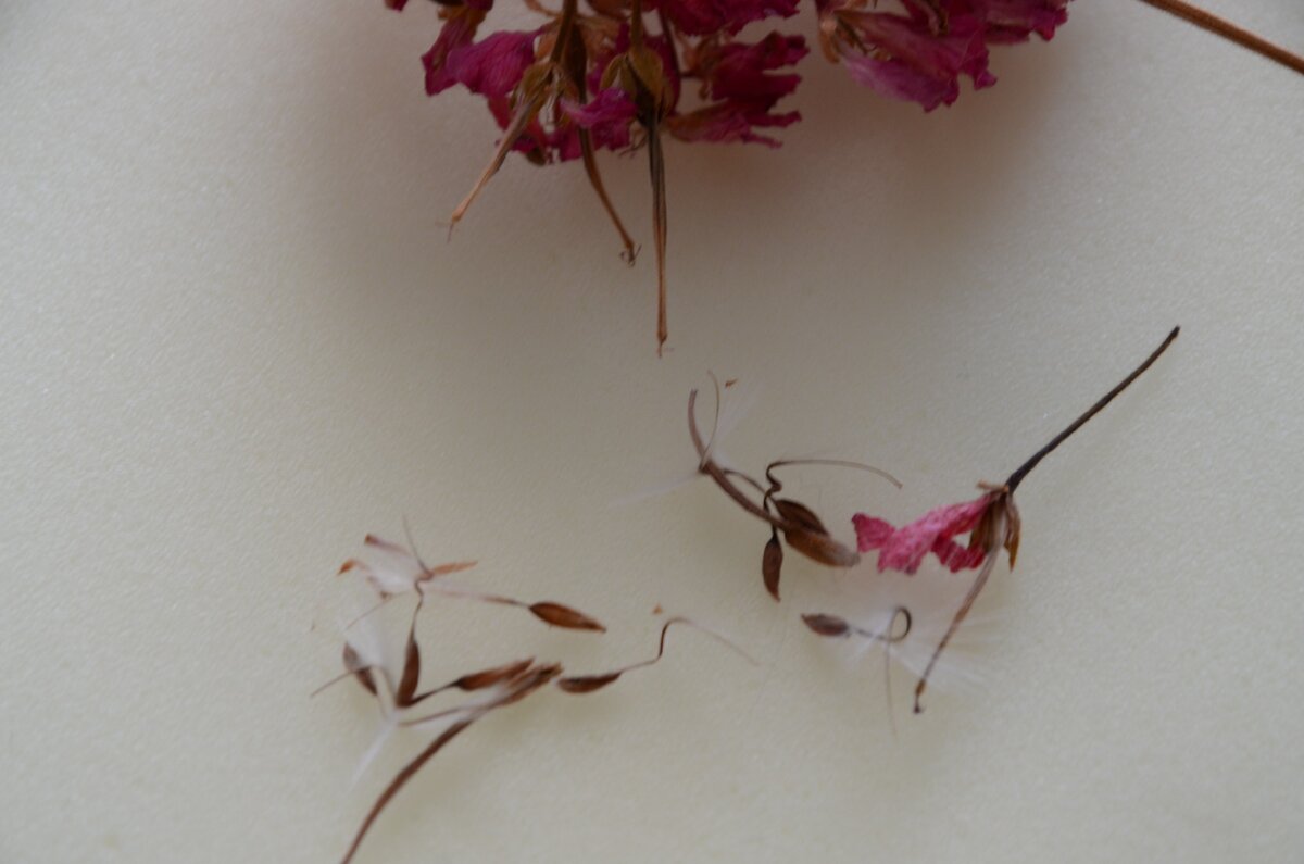 семена  герани  с пушинками на концах