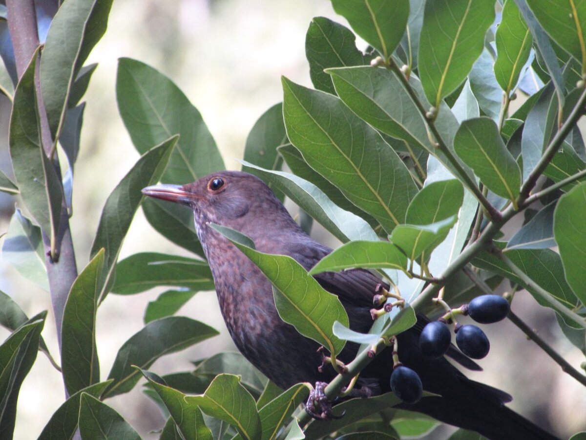 жизнь в ветвях древних олив продолжается!