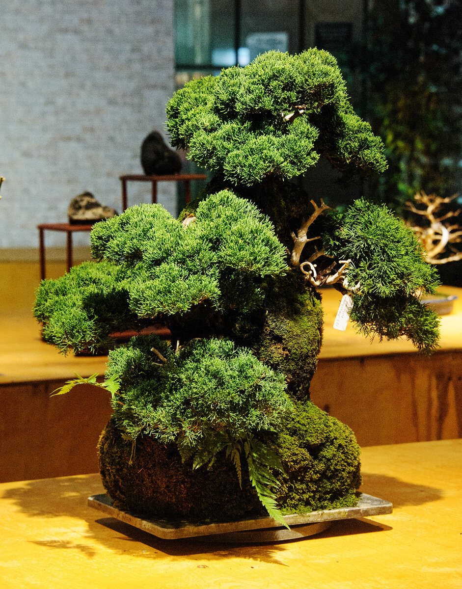 Bonsai-niwaki - Топиары и Садовые бонсаи Бонсаи и