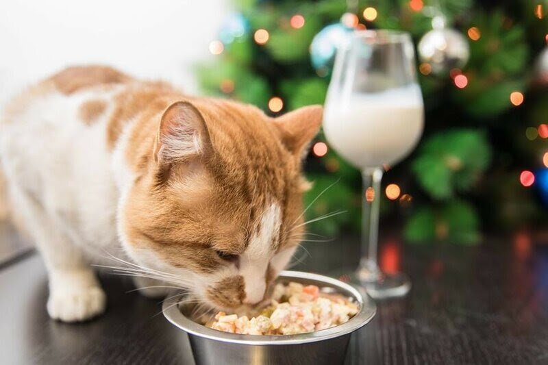 Оказывается, в природе существует редкий вид котов, которые не валят ёлку. В интернете мне даже удалось найти фото одного такого редкого кота:)