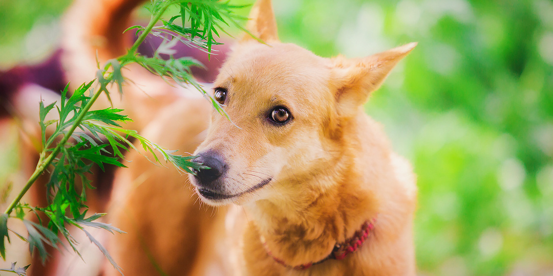 Топ-6 странных случаев с именами у собак :)