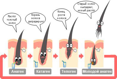 Стадии роста волос