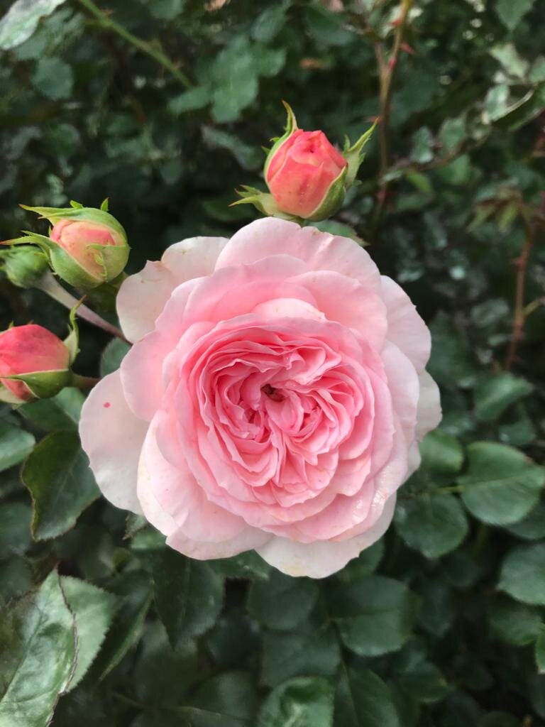 Фото из сада Ольги Протасовой