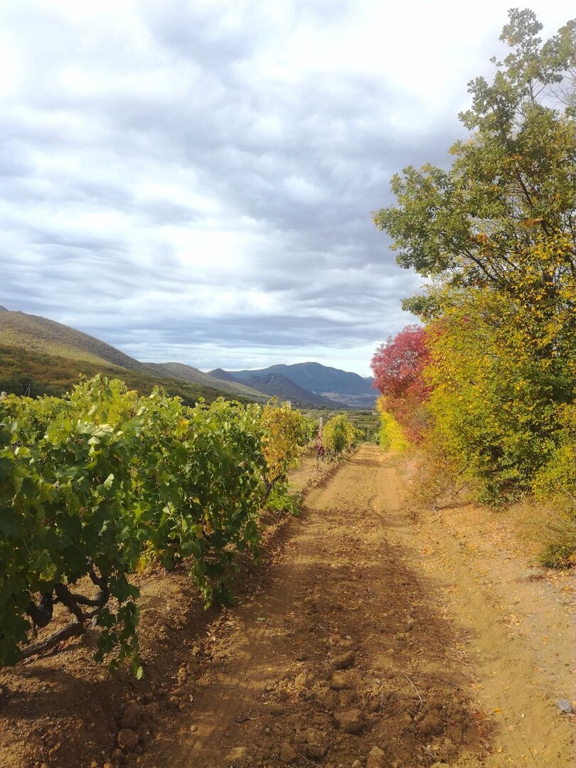 Виноградники после уборки . Можно чембалосить)))