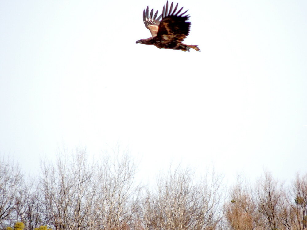 Орлы прилетели