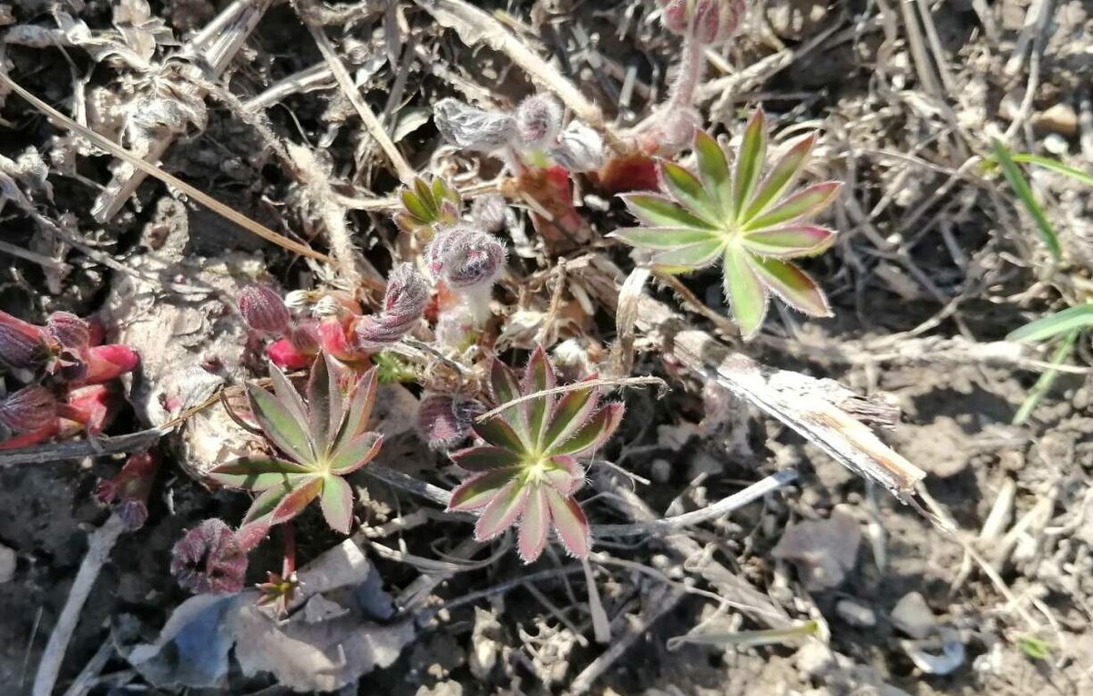 Люпины проснулись и тянутся к солнышку