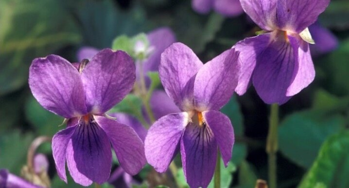 Уникальные черты и особенности фиалки надрезанной