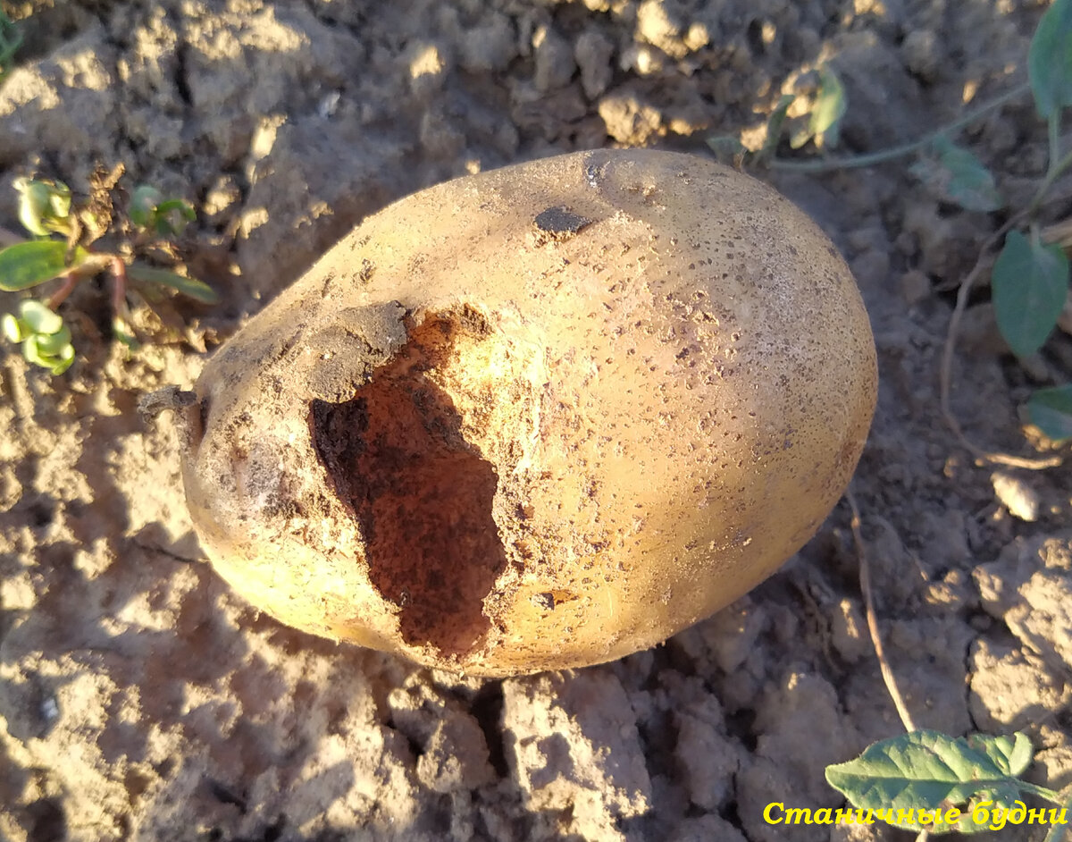 Гала — картофель, который вытеснил другие сорта на нашем участке |  Станичные будни | Дзен