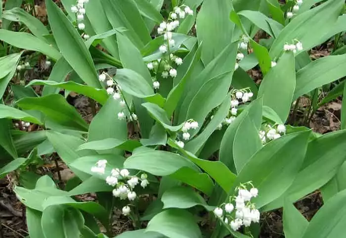 Ландыши фото описание семена первых цветов в мае особенности окраски и роста