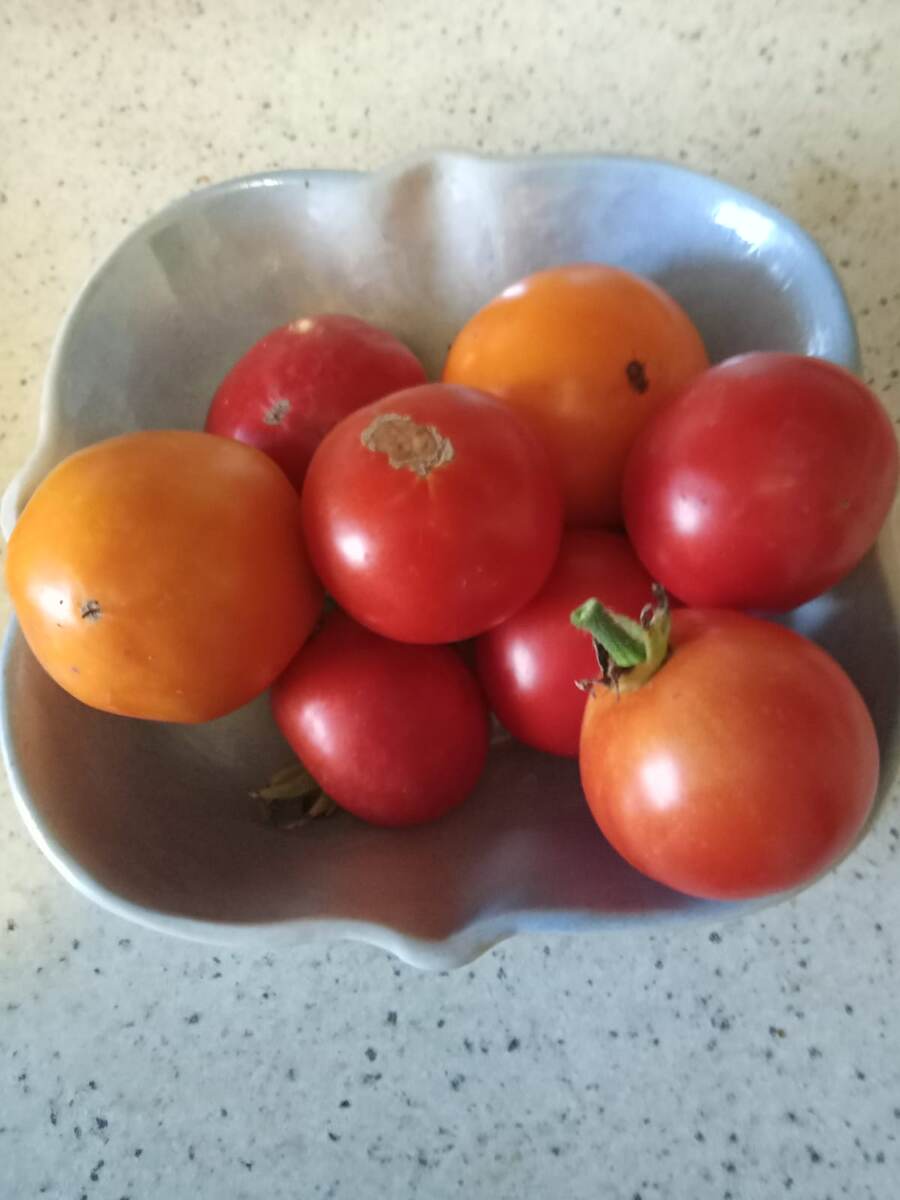 Помидоры домашние