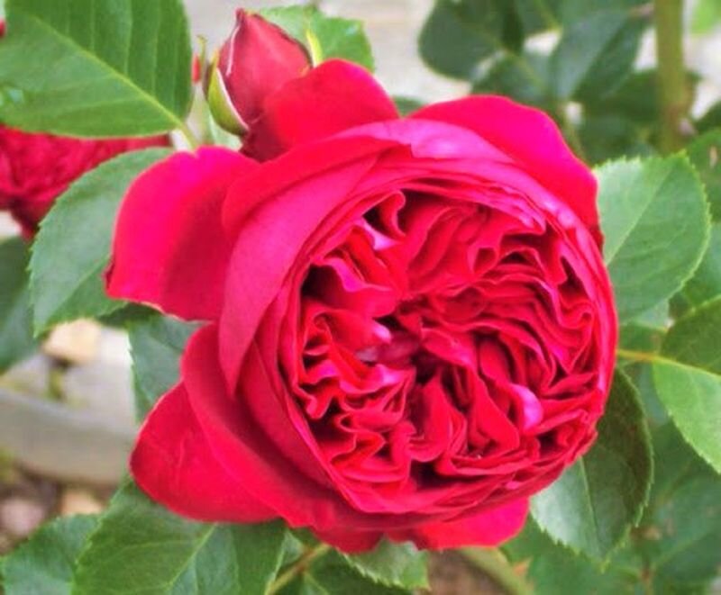  Роза Red Eden Rose. Фото с сайта: https://www.divosad.com.ua.