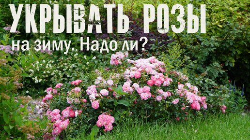 Укрытие роз на зиму - надо ли?