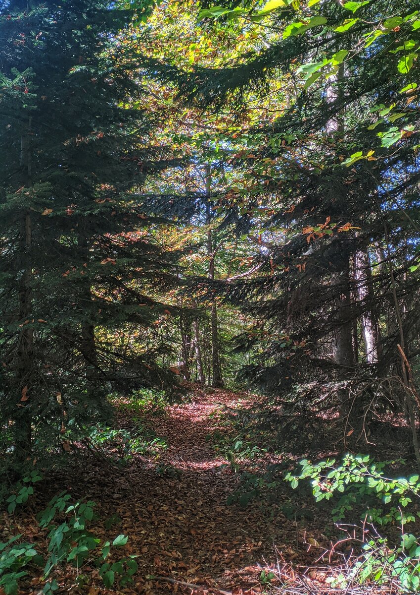 Вот приблизительно такая дорога будет весь маршрут через лес, а иногда будут встречаться очень красивые смотровые площадки с видом на горы. 