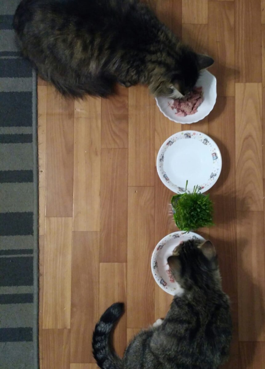 Каспер на полноценном рационе и неодинок !!!!!