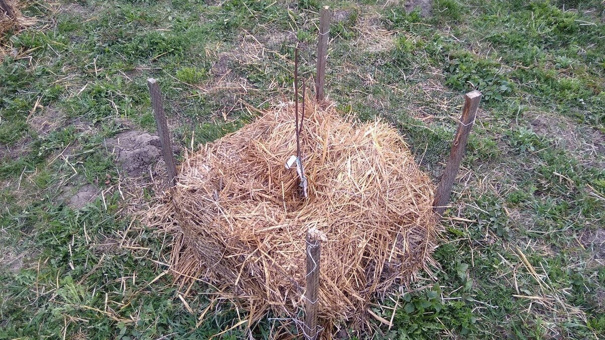 Мульчирование саженца.