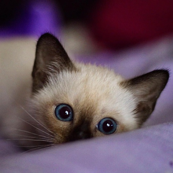 Фото из поиска