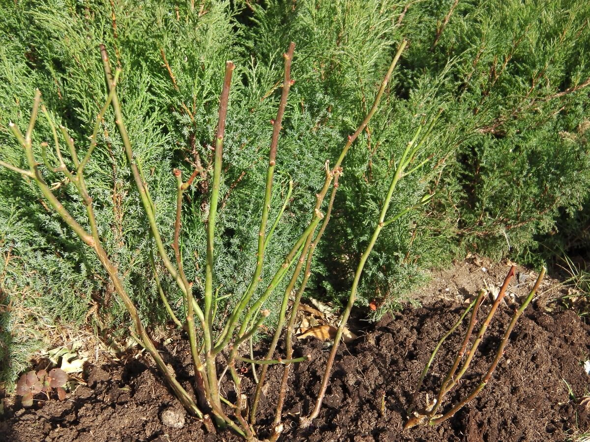 Красные части веток у роз нужно обрезать. Фото автора