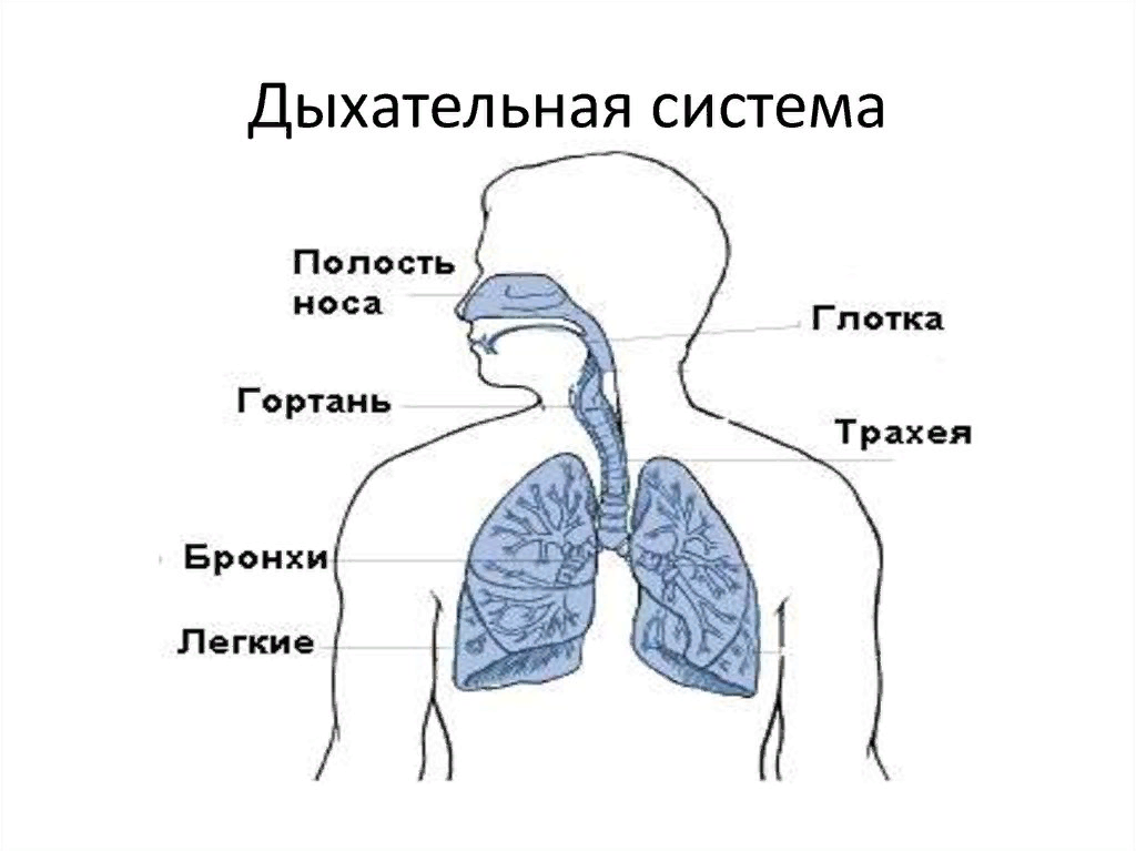 Дыхание и память читать. Дыхательная система органов структура. Строение системы органов дыхания человека. Система органов дыхания человека схема. Дыхательная система человека строение 4 класс.