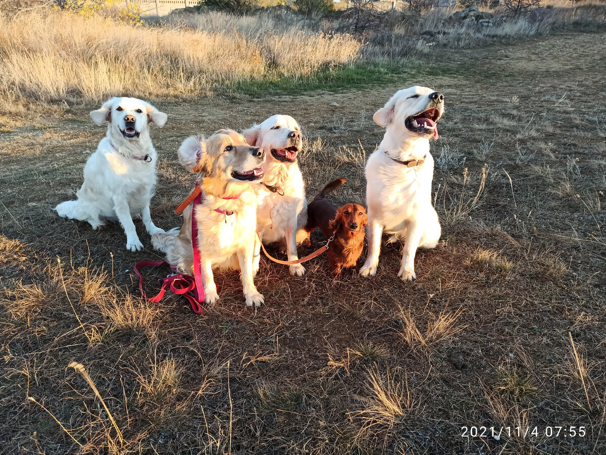 Деля, Ляля, Ева, Чача и Петруша. Чача от греха подальше привязана к Ляле )))