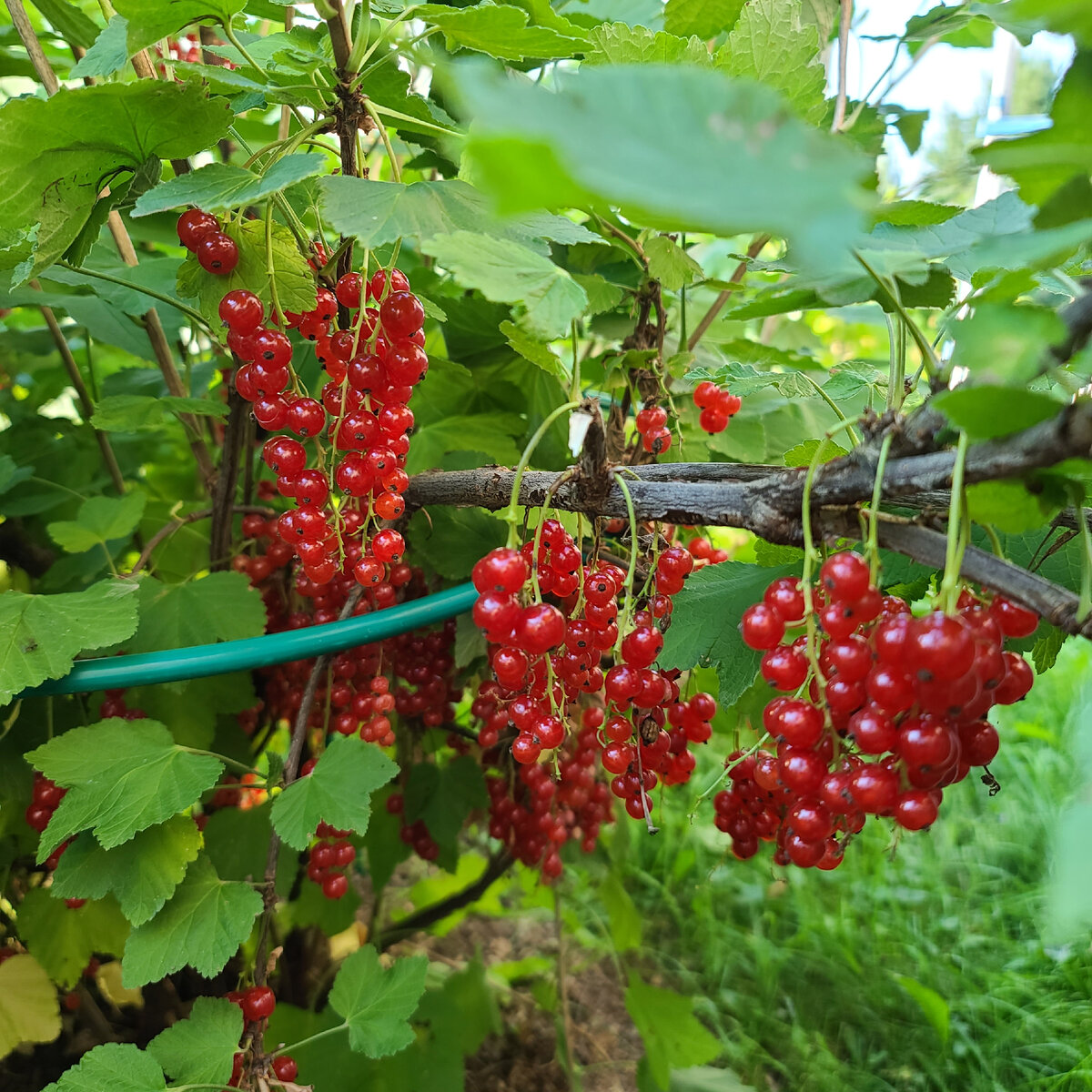 обрезка красной смородины