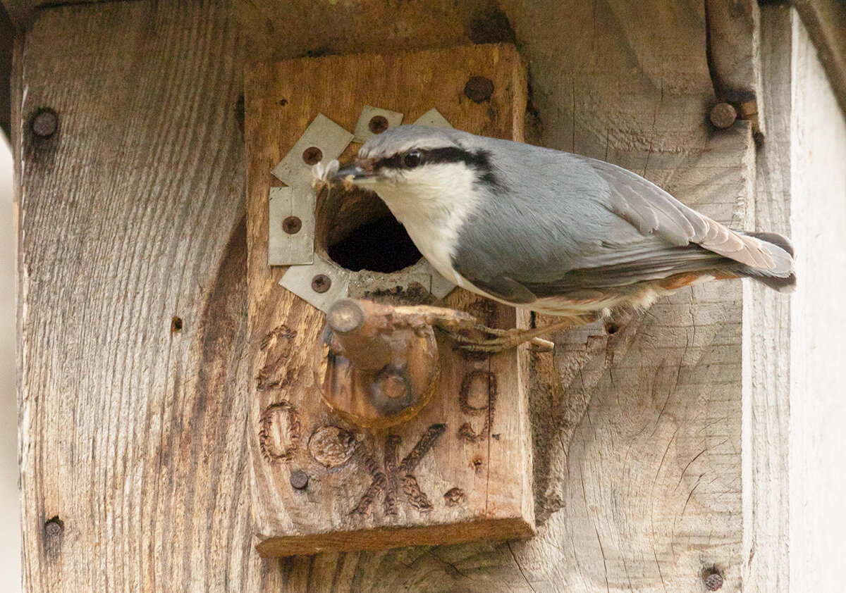 Птица, способная перемещаться вниз по стволу дерева головой вниз