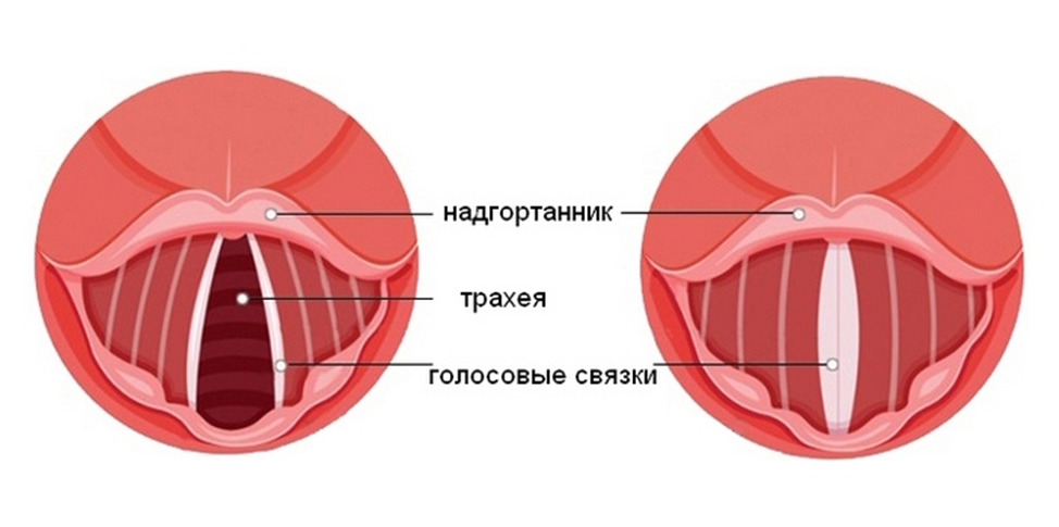 Голосовые связки при разговоре и молчании