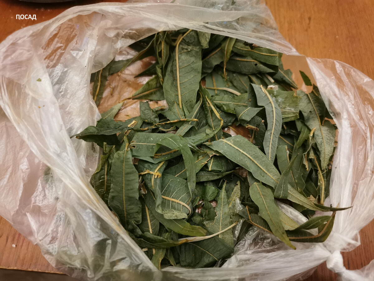 Листья после "отдыха" в холодильнике напитываются соком.