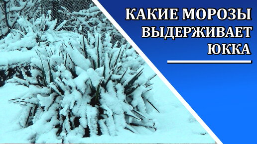 Юкка зимой. Какие морозы выдерживает юкка Где ее можно выращивать а где не стоит