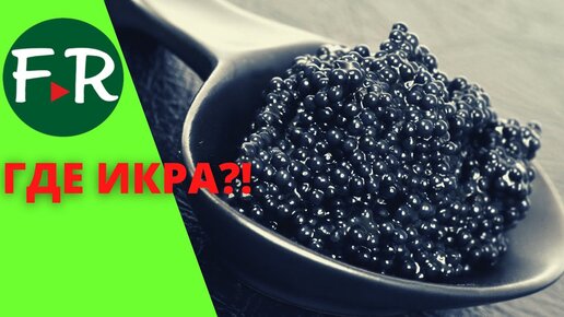 Россия икорная страна?! Дойная икра и забойная икра в чём разница? Китай на рынке чёрной икры