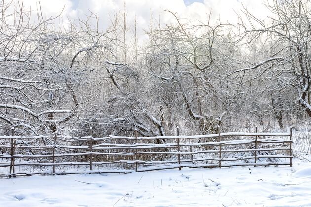 снег в саду