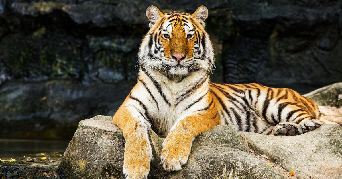 Фото: ru.freepik.com