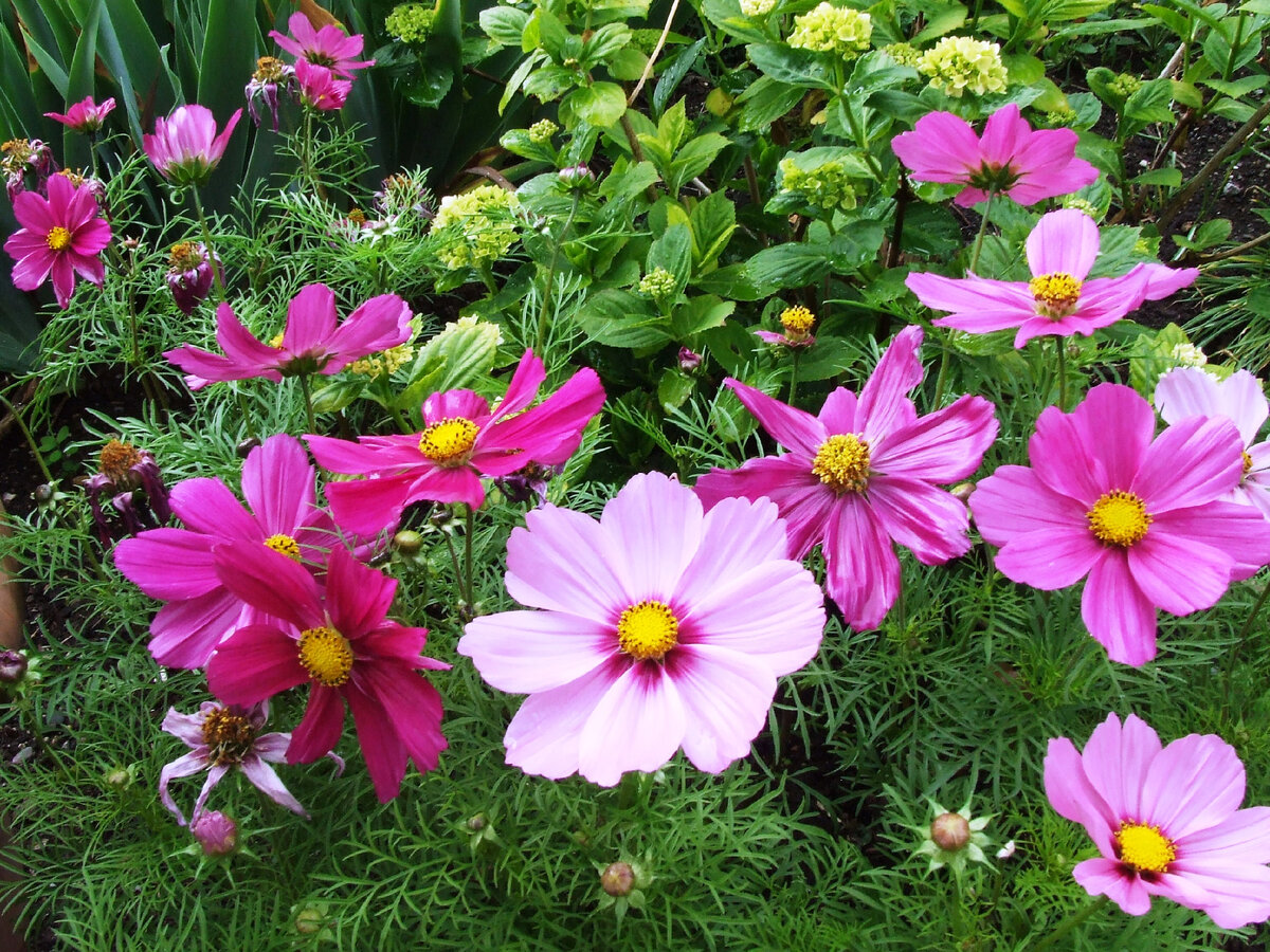 Космея - Космос.