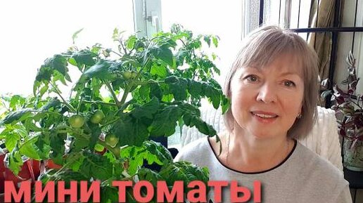 Мини томаты. Балконное ЧУДО.Как выращиваю, подкармливаю, формирую.Список моих ТОМАТОВ.