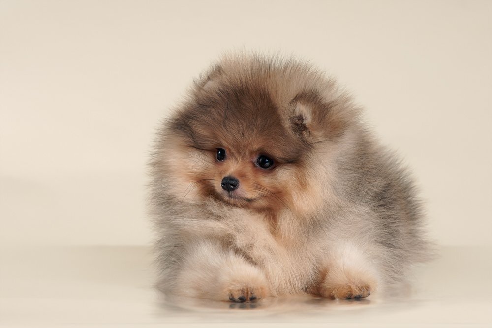 Померанский шпиц медвежьего типа при хорошем здоровье живёт до 16 лет