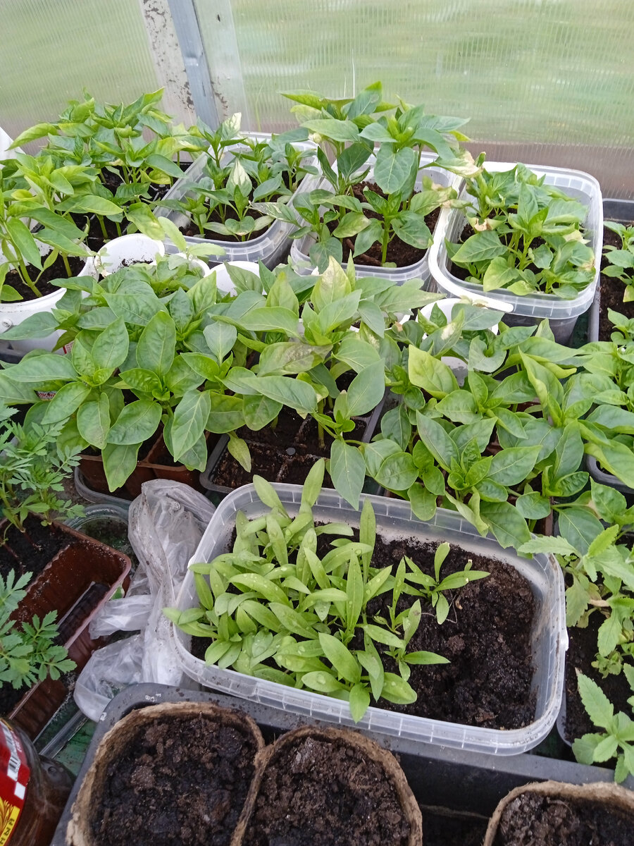 некоторые перцы прихвачены морозом,но они живы и здоровы. бархотки уже набирают бутоны.