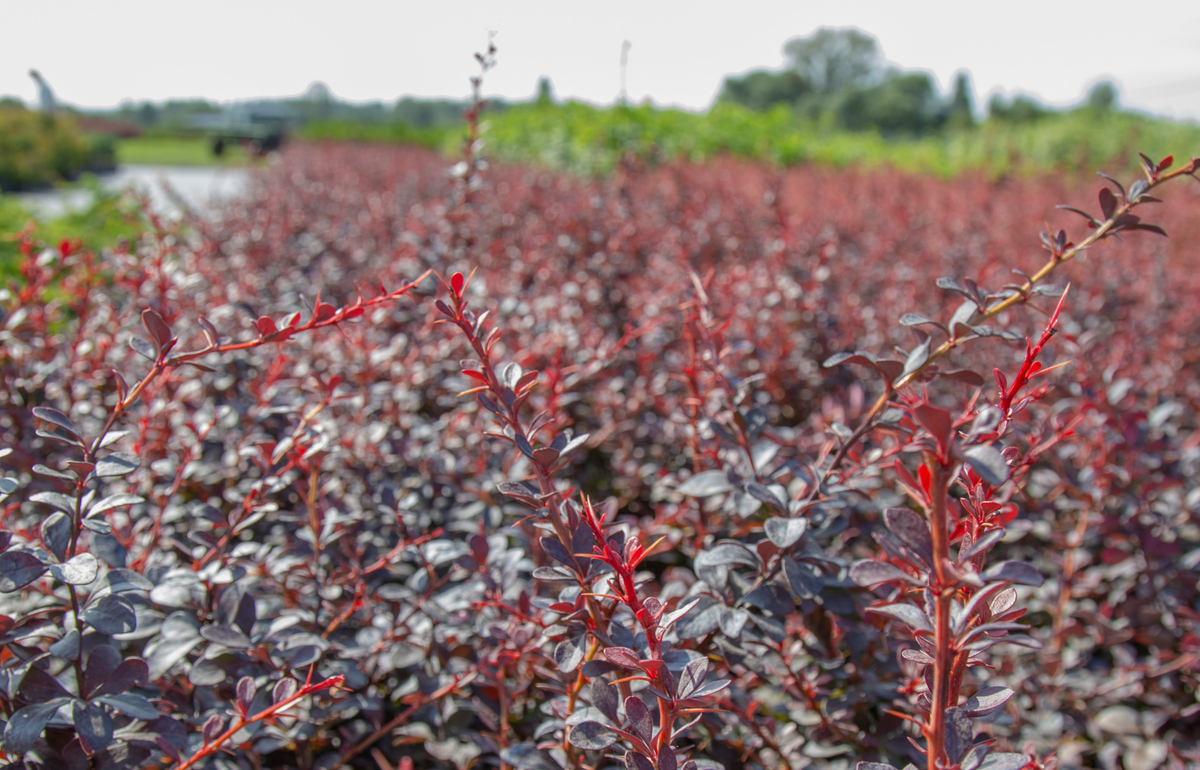 Разноцветные кустарники в питомнике растений "Венев" 