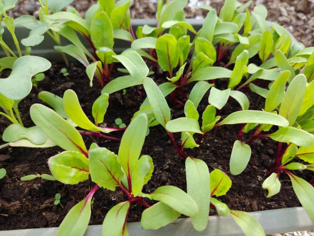 Рассада свеклы перед посадкой.