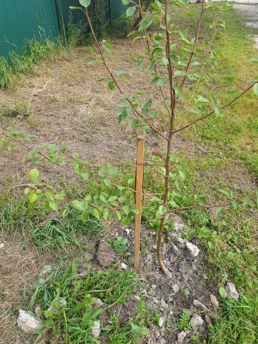 Подросшая груша.