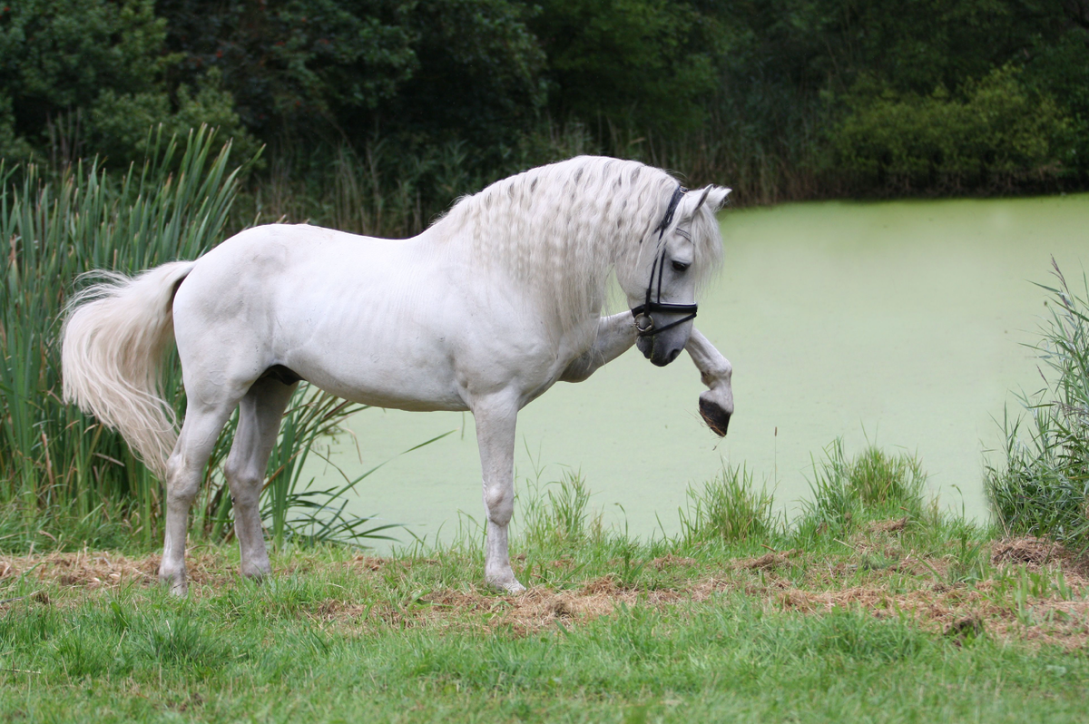 Шагающая лошадь. Андалузская лошадь. Морган (порода лошадей). Андалузская порода лошадей. Лошадь породы Сток Хорс.